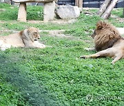 갈비사자 바람이 '외롭지 않아요'