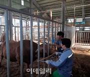 [포토] 농협 축산경제, 소 럼피스킨병 대책 상황실