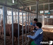 농협 축산경제, '소 럼피스킨병' 총력 대응