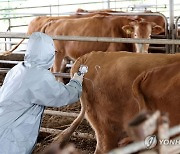 “우유 값 확 오르나” 럼피스킨병 확산 …축산농가 `초비상’