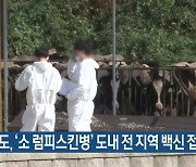 경기도, ‘소 럼피스킨병’ 도내 전 지역 백신 접종 추진