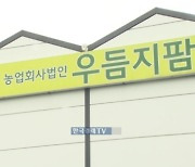 중동 넘보는 'K-토마토'…2거래일 연속 강세