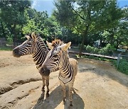 부모 잃고 탈출한 얼룩말 '세로', 여친도 잃었다