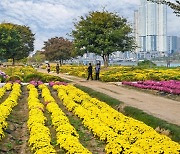 울산 태화강둔치, 노란 국화·그라스 물결로 장관