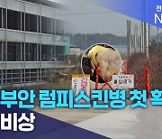 전북 부안 럼피스킨병 첫 확진.. 한우 비상