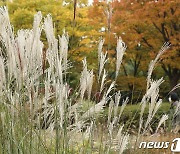 서쪽 지역 최대 20㎜ 가을비…수도권 미세먼지 '나쁨' [내일날씨]