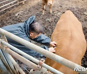 충북 럼피스킨병 방역대 임상검사 74% 완료 '이상無'