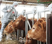 K-구제역 백신 어디까지…검역본부, 심포지엄 개최