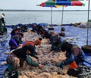 속초 가을철 별미 양미리가 돌아왔다