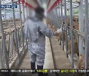 감염 경로는 ‘감감’ 백신 접종은 ‘막막’…농가 근심