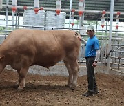 소 한 마리가 1200kg…제주서 슈퍼한우 나와