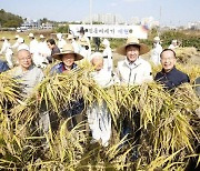 전주기접놀이보존회, 삼천동 두레농장서 전통 벼 베기 재현