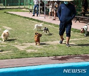 울산시 '반려동물 친화 관광도시' 위한 다양한 프로그램 마련