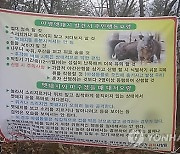 부산서 아파트 단지 어슬렁거리던 멧돼지 3마리 사살