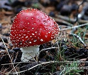 FRANCE FUNGI