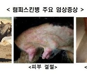 횡성군 한우농가서도 럼피스킨병 발생…'고열, 피부각화, 결절'