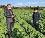 농식품부 "배추 가격 하락 중…성수기 공급여건 나아질 것"