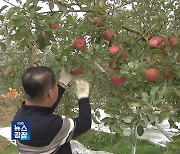 ‘사과’가 연천군 특산물?…북상하는 사과 재배 적지