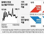 정부 비축물량 풀었지만…배추값, 평년대비 여전히 비싸