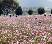 가을꽃의 향연 밀양 삼문 둔치 코스모스 만개