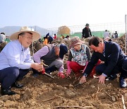 연근 캐기 체험하는 박일호 밀양시장