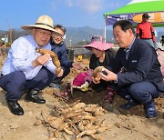 가을 추억 캐는 밀양…'땅속의 보물' 연근수확 체험 성황