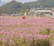 '세계 최우수 관광마을' 화순 모산마을…가을꽃 축제 한창