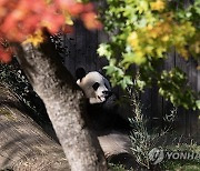 epaselect USA CHINA PANDAS NATIONAL ZOO