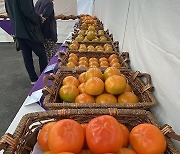 맛도 모양도 다양한 단감 천지네