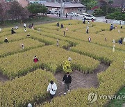 가을 정취 물씬 의좋은 형제 축제