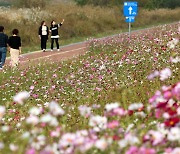 전국 온화한 가을 햇볕, 코스모스 인사하러 밖에 나가볼까?