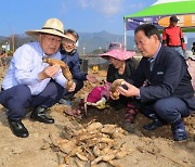 밀양연꽃단지서 추억을 캐다…연근캐기 체험 [밀양소식]