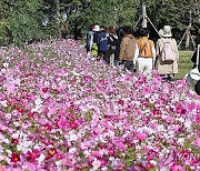 제주 코스모스 산책