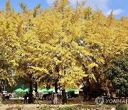 황금빛 물결 장관인 보령 청라은행마을