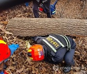 충주서 벌목작업 중 60대 나무에 깔려 숨져