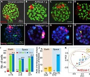 포유류 배아 성장에 중력 영향 없어…“우주에서 임신·출산 가능성 확인”