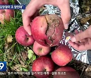 “김장철 코앞인데”…수확 앞두고 날벼락 맞은 농가 울상