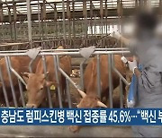 충남도 럼피스킨병 백신 접종률 45.6%…“백신 부족”