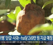 ‘탄저병’ 단감·사과…ha당 249만 원 지급 예정