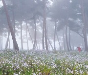 출근길 안개 주의…일교차 크고 일부 지역엔 서리