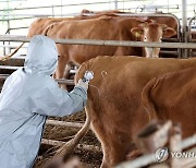 "럼피스킨병 방역에 총력"…서산시의회 해외연수 취소