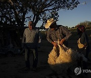 APTOPIX Climate Navajo Sheep