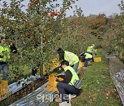 [포토] 농협임직원, 수확철 농촌일손돕기