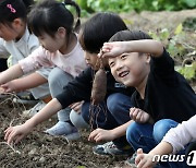 꼬마 농부의 고구마 수확