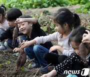 '내 손으로 직접' 꼬마농부의 고구마 수확