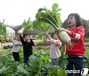 '커다란 무에 탄성' 꼬마농부들의 수확 체험