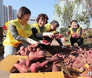 '옥상 텃밭 풍년' 이웃과 나누는 고구마