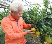 '내륙 산간지역' 의성군, 아열대 과일 만감류,레몬,한라봉 재배 성공