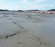 신안 갯벌 콘크리트길 철거…300년 전 ‘징검다리 길’ 돌아왔다