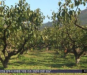 "감이 없네"‥감 흉작에 농민들 망연자실